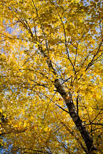 Красиві осінні дерева — стокове фото