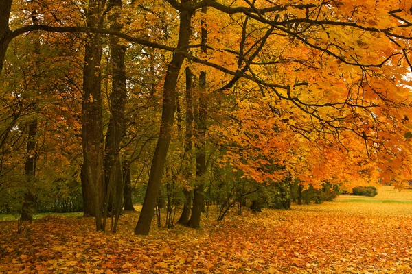 공원에 있는 황금색 단풍나무 — 스톡 사진