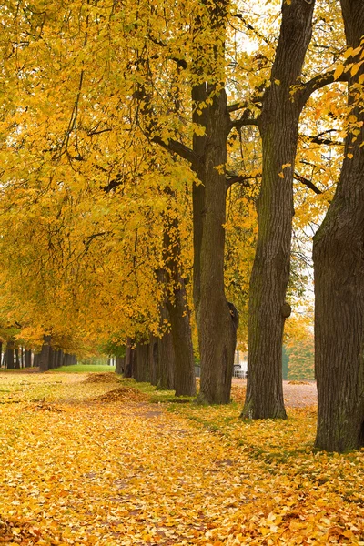 Kleurrijke herfstbomen in het park — Stockfoto
