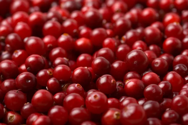 Kırmızı cranberries arka plan — Stok fotoğraf