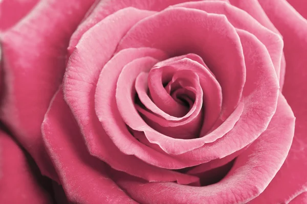 Hermoso rosa rosa fondo — Foto de Stock