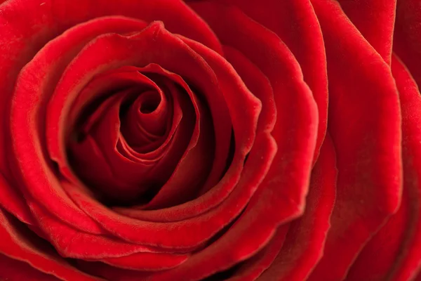Beautiful red rose background — Stock Photo, Image
