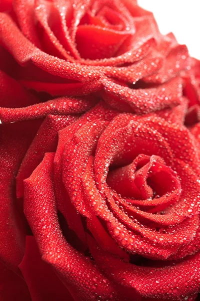 Červené růže s kapkami vody — Stock fotografie
