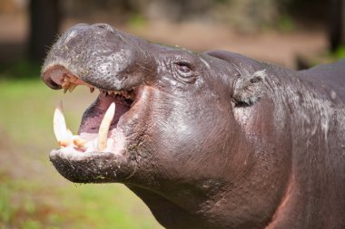 Pygmy hippopotamus clipart