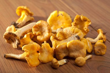 taze Cantharellus cibarius mantar