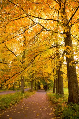 Parkta renkli sonbahar ağaçları