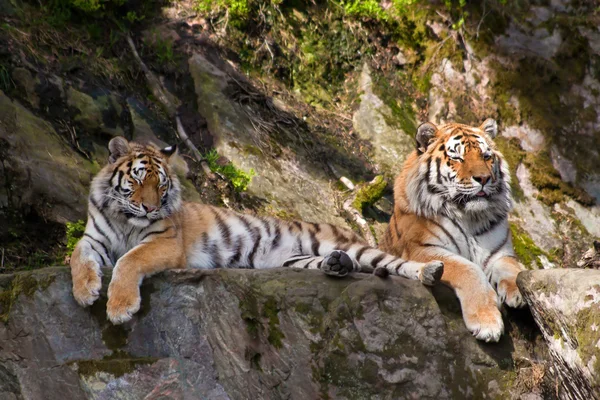 Dois tigres — Fotografia de Stock