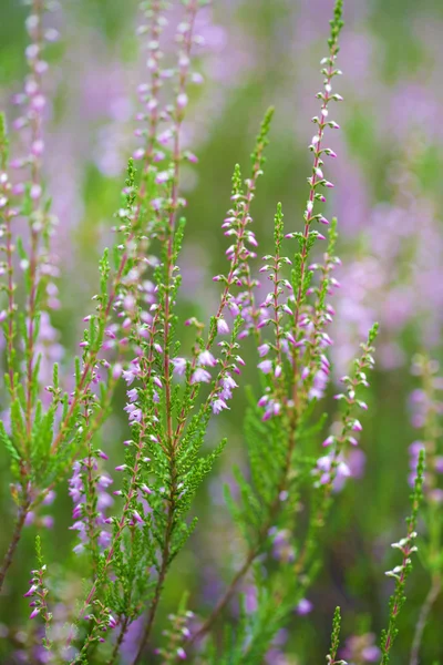 Heather field background — Stock Photo, Image