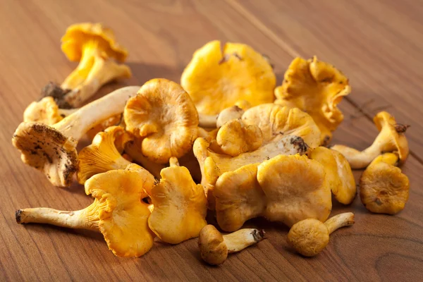 stock image Fresh chanterelle mushrooms