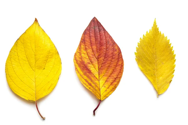 Hojas coloridas de otoño aisladas —  Fotos de Stock