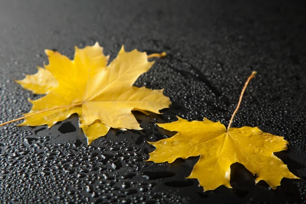 stock image Autumn leaves over black