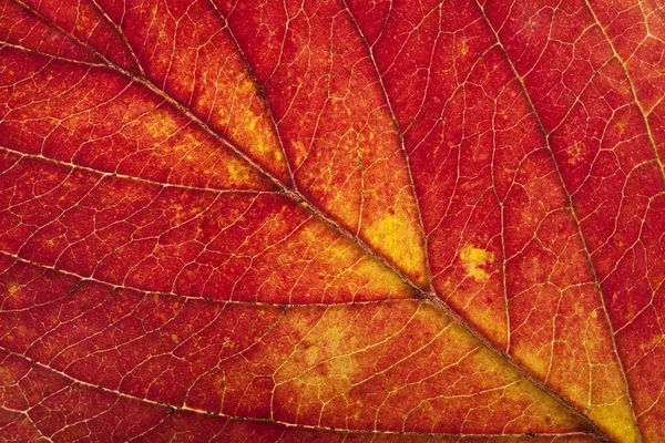Makro av höstens löv — Stockfoto