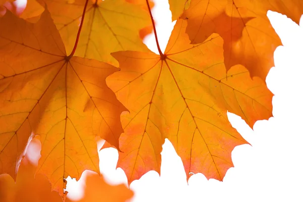 Herfst esdoorn bladeren geïsoleerde — Stockfoto