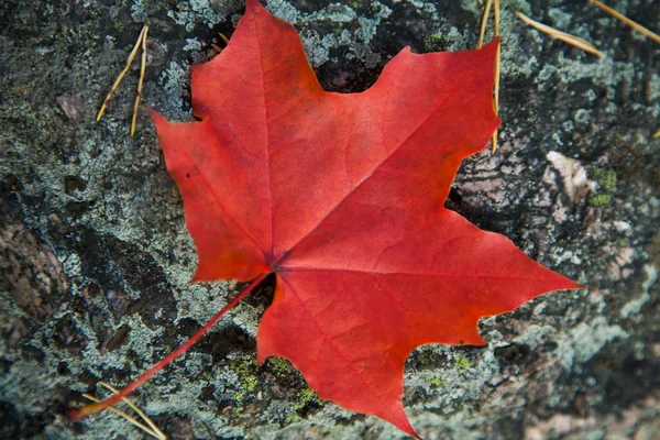 Vörös őszi levél — Stock Fotó