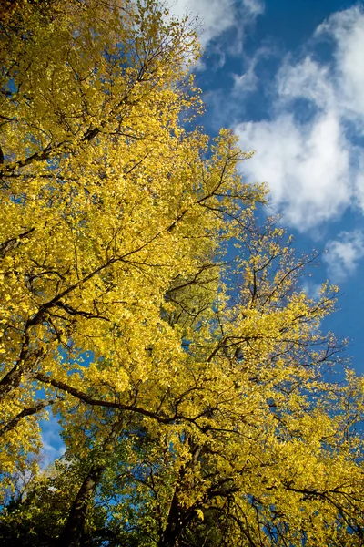 Bela árvore de outono contra o céu azul — Fotografia de Stock
