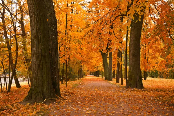 Goldene Bäume im Park — Stockfoto