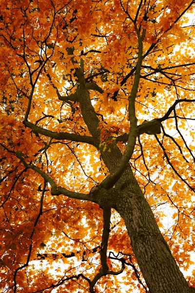Hermoso árbol de otoño —  Fotos de Stock
