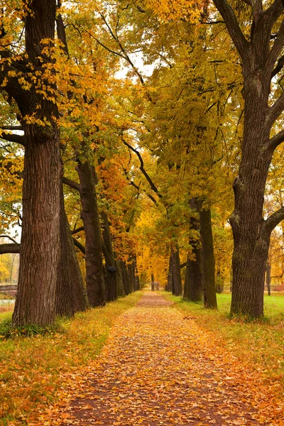 Parkta sonbahar ağaçları — Stok fotoğraf