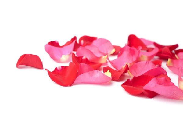 Красные и розовые лепестки роз изолированы — стоковое фото