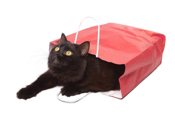 Schwarze Katze in roter Tüte isoliert — Stockfoto