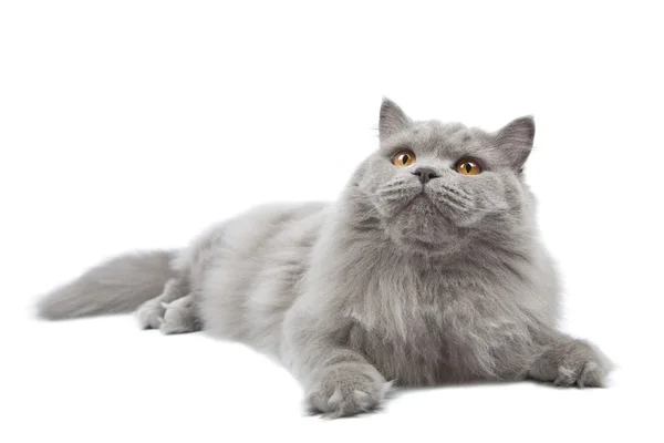 Fekvő elszigetelt aranyos brit macska — Stock Fotó