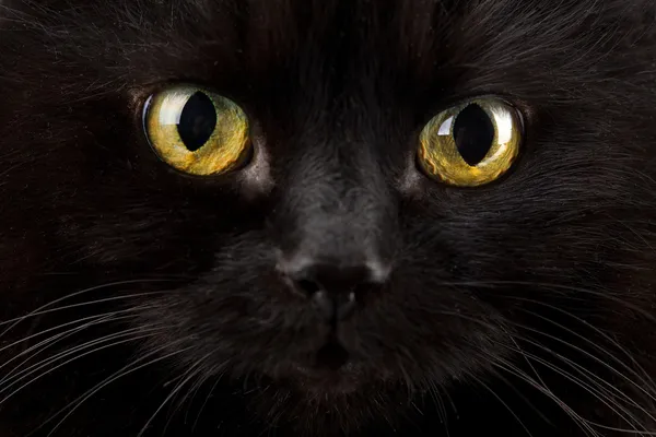 Τα μάτια της γάτας μαύρο — Φωτογραφία Αρχείου