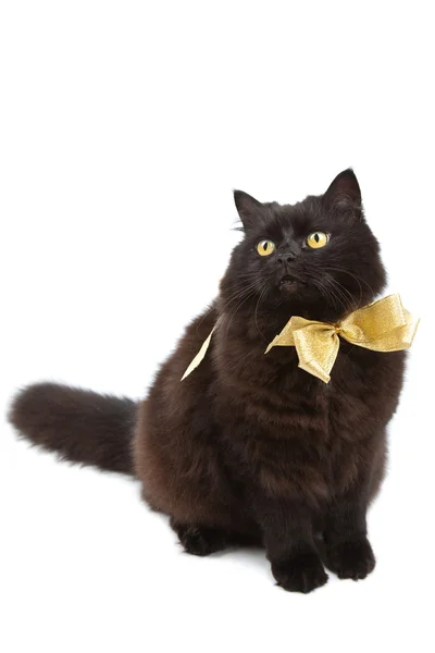 Czarny kot sobie złoty łuk na białym tle — Zdjęcie stockowe