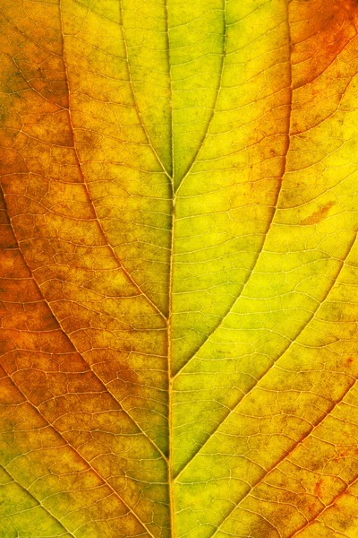 Μακροεντολής του φθινοπώρου φύλλα — Φωτογραφία Αρχείου