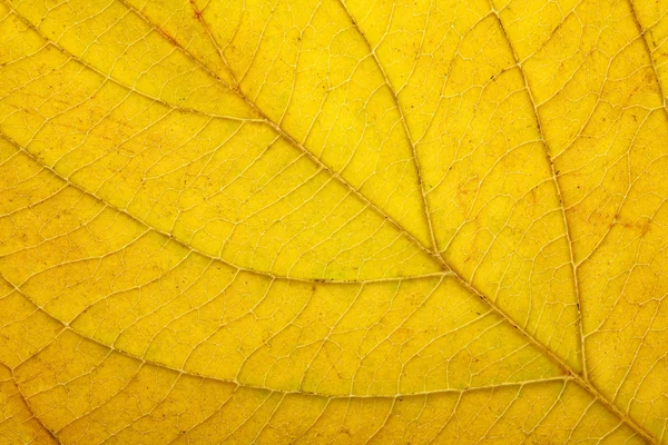 Μακροεντολής του φθινοπώρου φύλλα — Φωτογραφία Αρχείου
