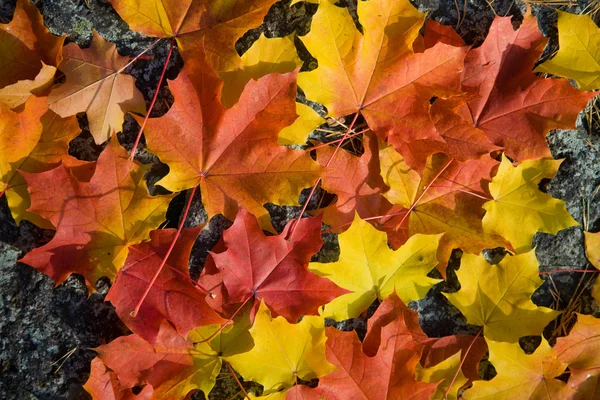 Bunte Herbst Blätter Hintergrund — Stockfoto