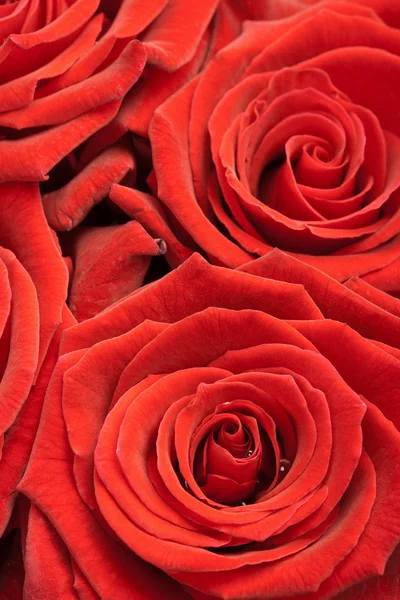 Beautiful red roses background — Stock Photo, Image