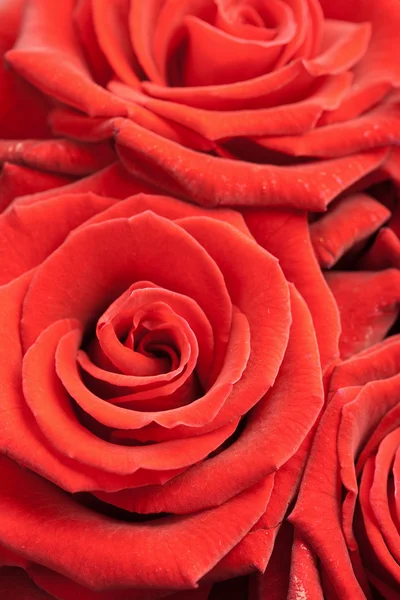 Hermosas rosas rojas de fondo — Foto de Stock