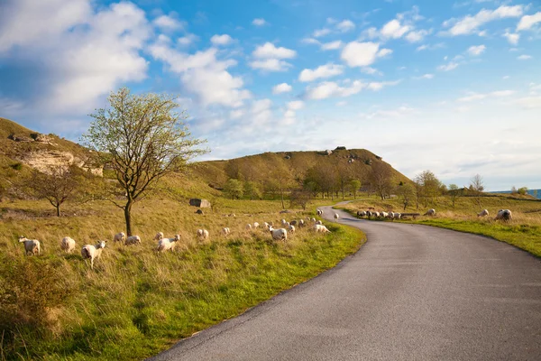 Paesaggio con pecore — Foto Stock