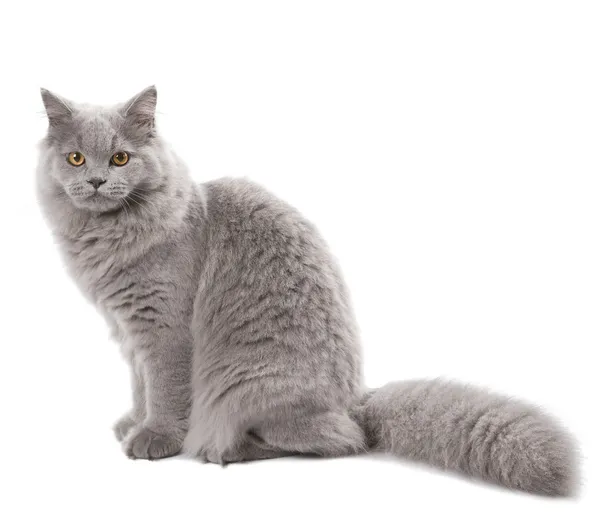 Ładny kot brytyjski na białym tle — Zdjęcie stockowe