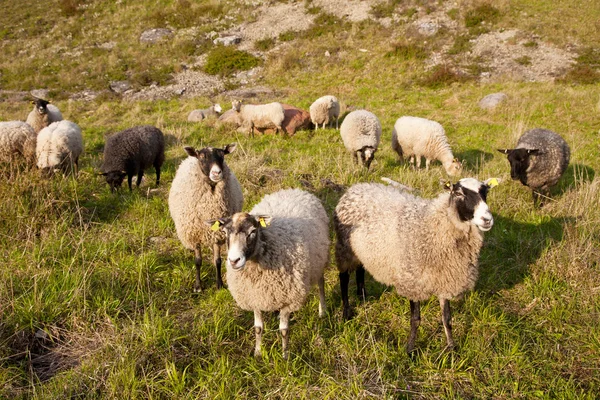 羊の群れが — ストック写真