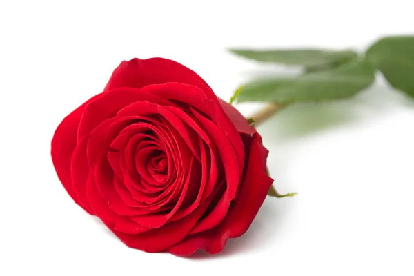 Mooie rode roos geïsoleerd — Stockfoto