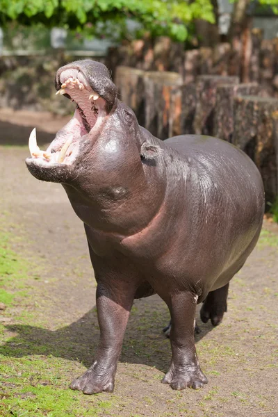 Pygmy nijlpaard — Stockfoto