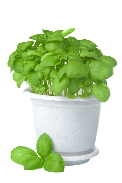 Basil in pot isolated — Stock Photo, Image