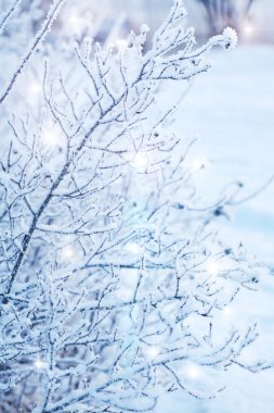 Beautiful frozen winter plant clipart