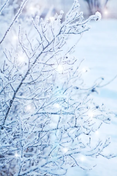Krásné zmrzlé zimní závod — Stock fotografie