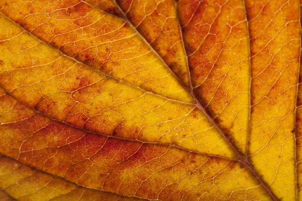 多彩的秋天叶 — 图库照片