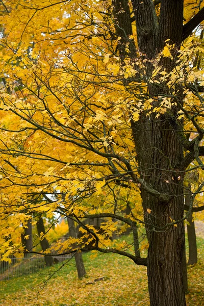 Árbol de arce de otoño — Foto de Stock