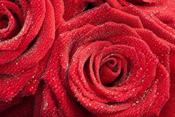 Červené růže s kapkami vody — Stock fotografie
