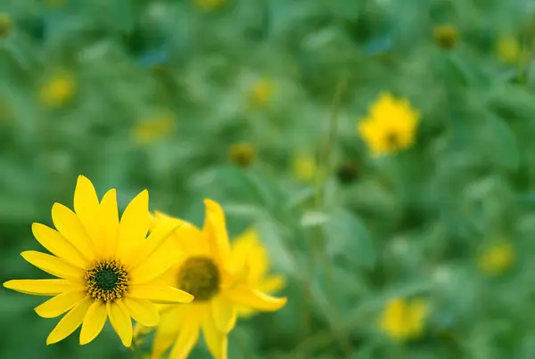 stock image Background with flowers of yellow color