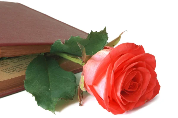 Blomma av en ros — Stockfoto