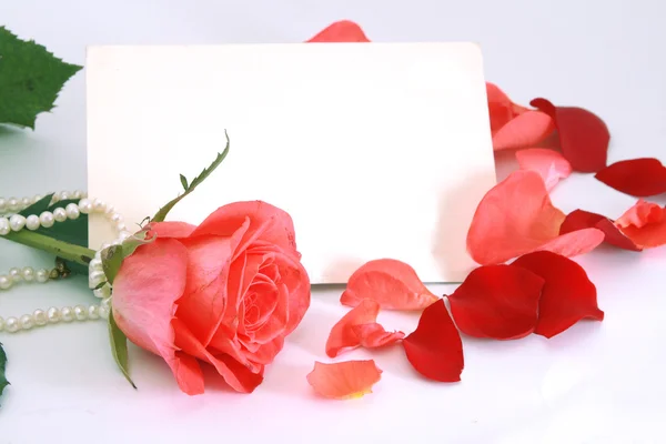 Blomma av en ros, kronblad och kort. — Stockfoto