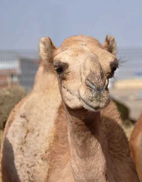 Single hump dromedary Camels — Stock Photo, Image