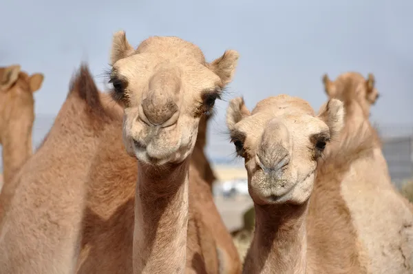 Único corcunda dromedary camelos — Fotografia de Stock