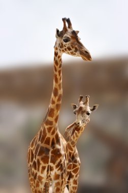 Two giraffes clipart