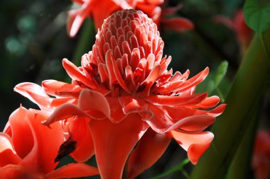 Torch Ginger or Etlingera Elatior clipart